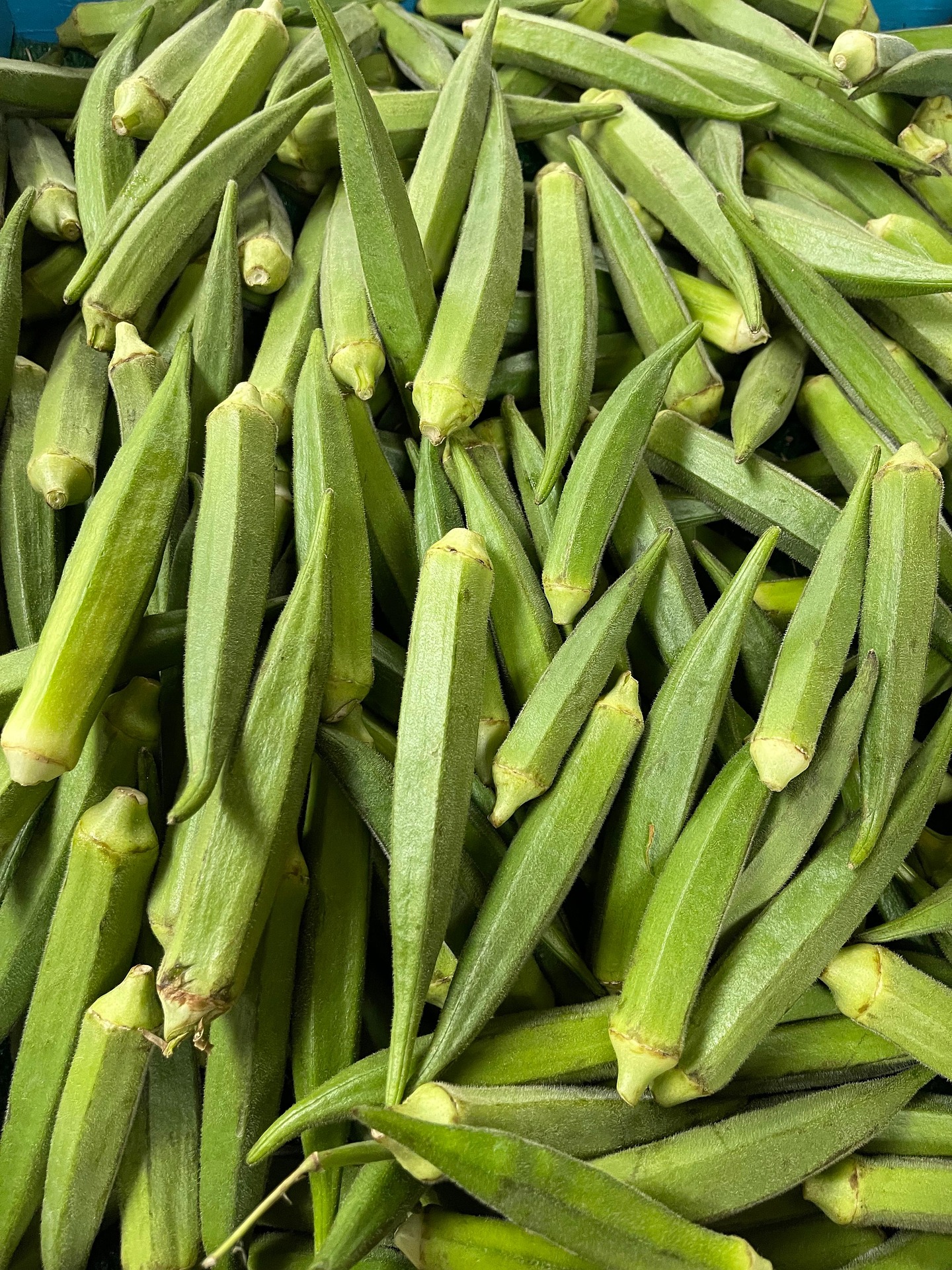 Okra view 2