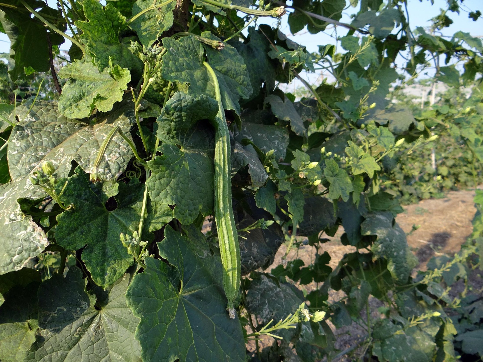 Ridge Gourd view 2